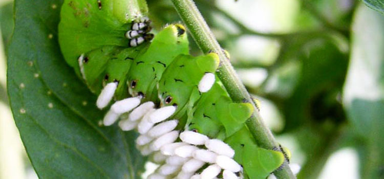 Braconid wasp eggs on a tomato hornworm