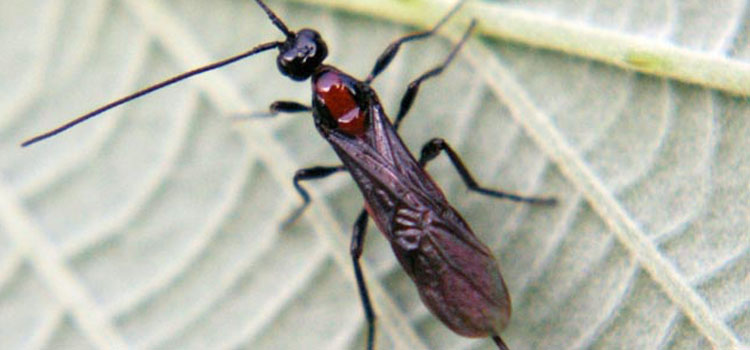 Adult braconid wasp