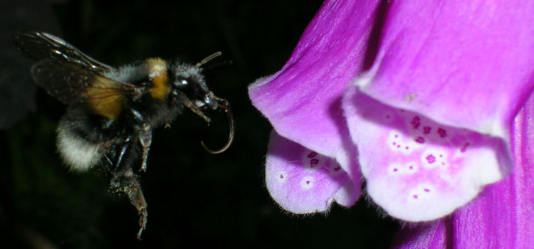 Bumblebee approaching a foxglove flower