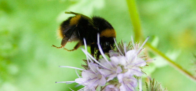 Bumblebee on phacelia