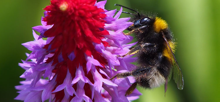 Bumblebee o Primula vialii
