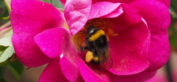 Bumblebee feeding on rose pollen