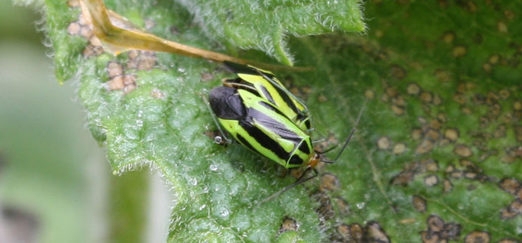 Adult four-lined plant bug