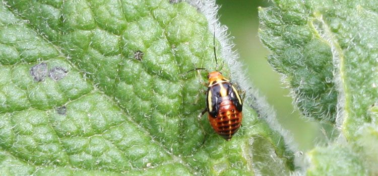 Four-lined plant bug nymph
