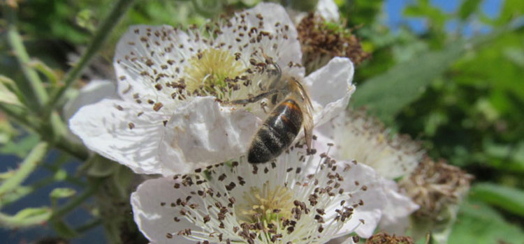 Honeybee pollinating a blackberry flower
