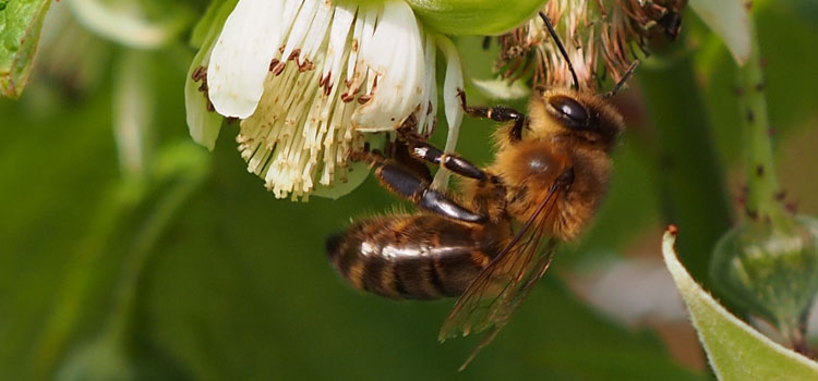 Honeybee pollinating a raspberry flower