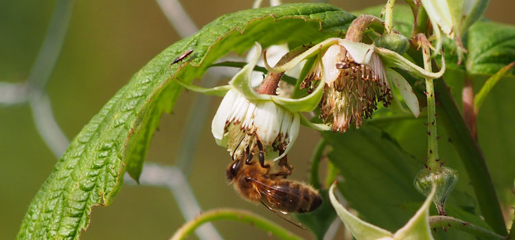 Honeybee pollinating a raspberry flower