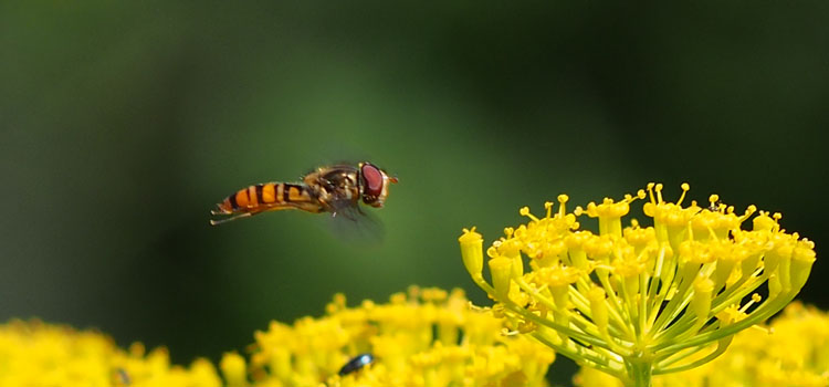 Hoverfly hovering over dill