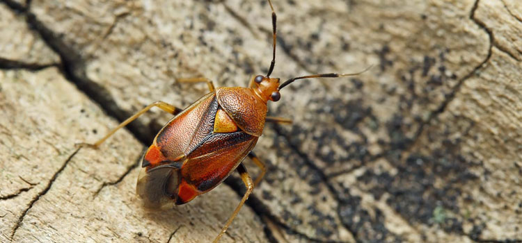 Mirid bug (Deraeocoris rube)