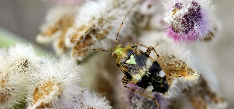 Mirid bug (Liocoris tripustulatus)
