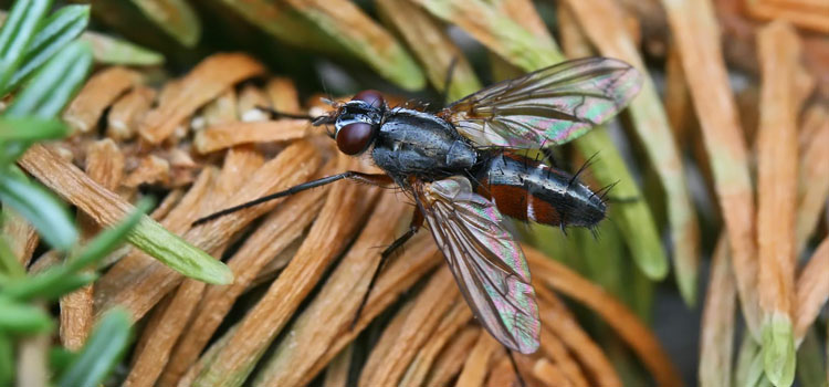 Tachinid fly (Mintho rufiventris)