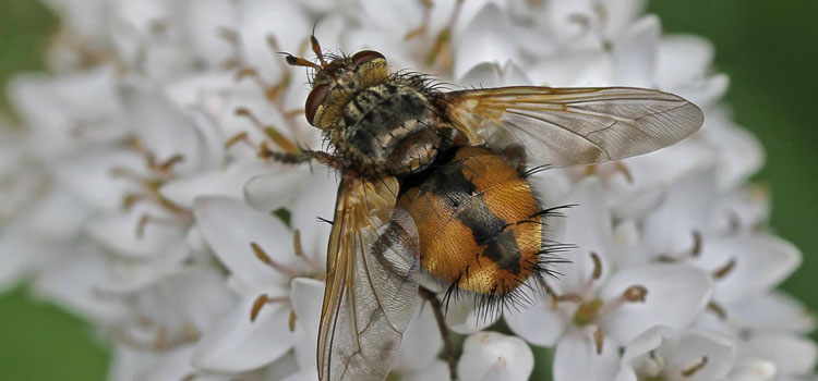 Tachinid fly (Tachina fera)