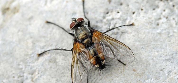 Tachinid fly (Thelaira solivaga)