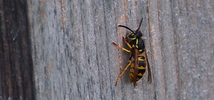 Wasp harvesting wood to make a paper nest