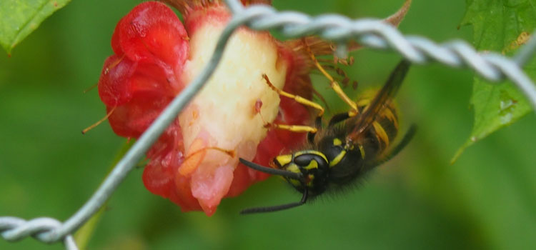 Wasp feeding on a raspberry