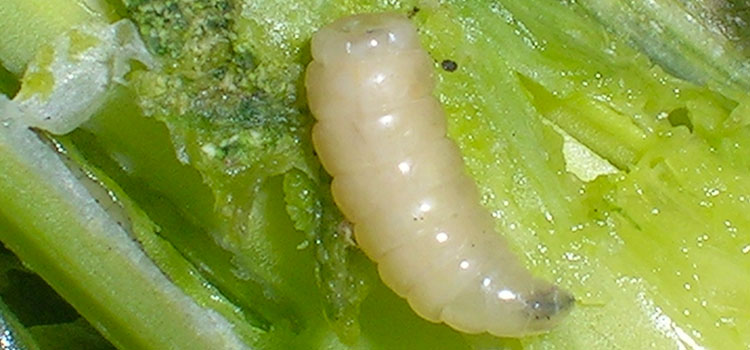Allium leaf miner larva 