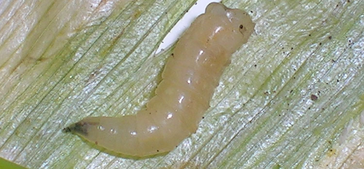 Allium leaf miner larva 