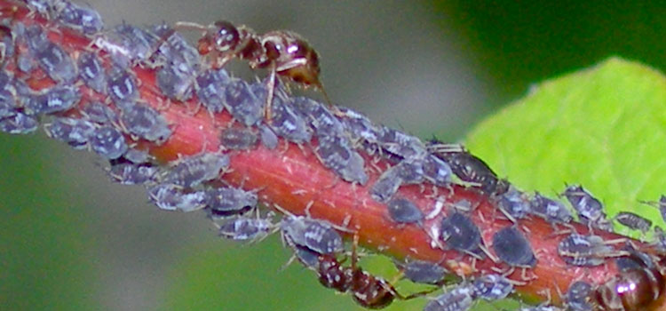 Ants farming black bean aphids