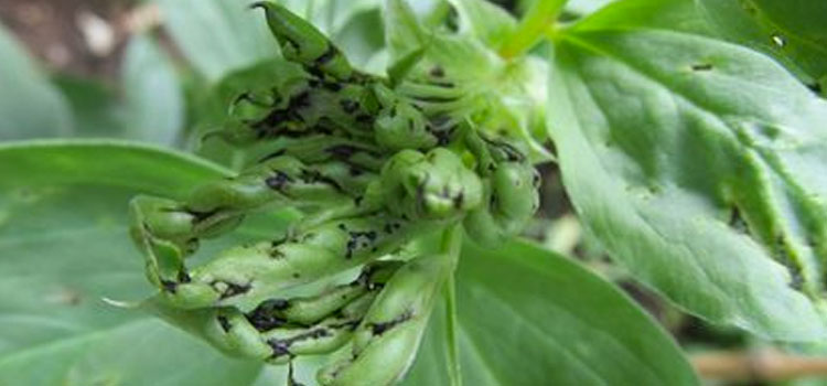 Black bean aphids on broad bean tips