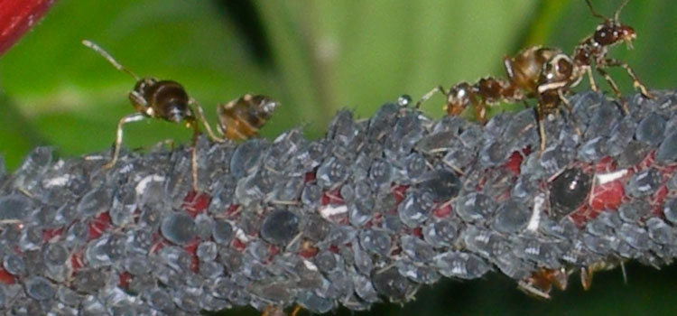Black bean aphids being farmed by ants