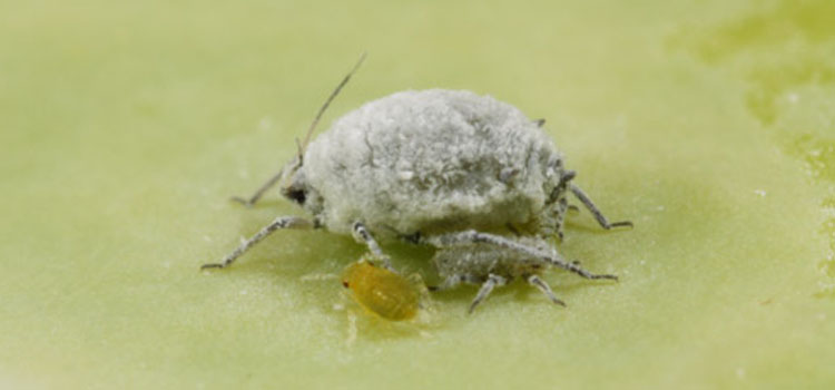 Cabbage aphids