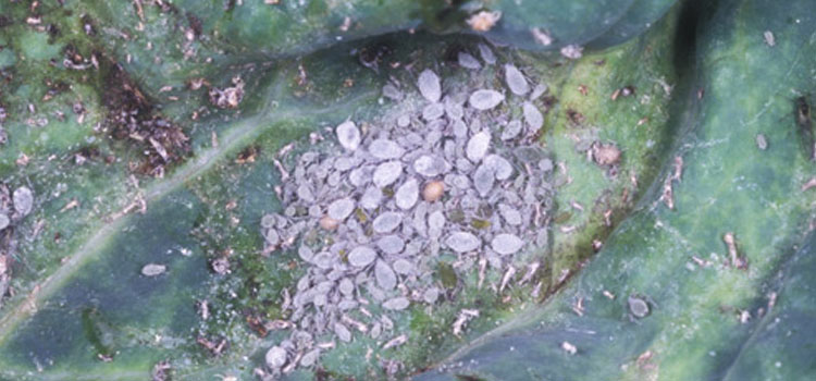 A cabbage aphid colony or cluster on a cabbage leaf