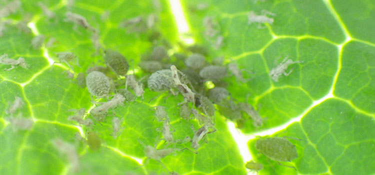 Cabbage aphids on leaf