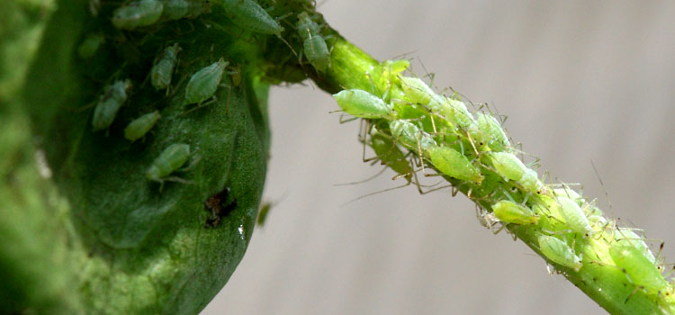 Aphids on a pea plant