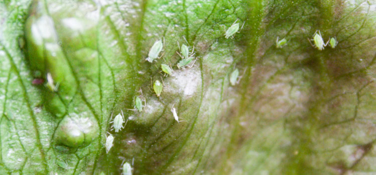 Aphids on lettuce