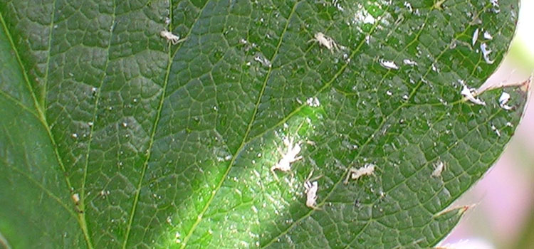 Cast skins of aphids stuck with honeydew produced by the aphids