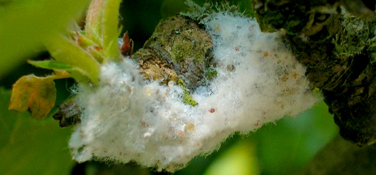 Wax produced by woolly aphids