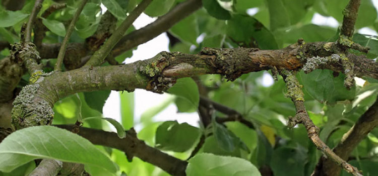 Damage to branches caused by woolly aphids