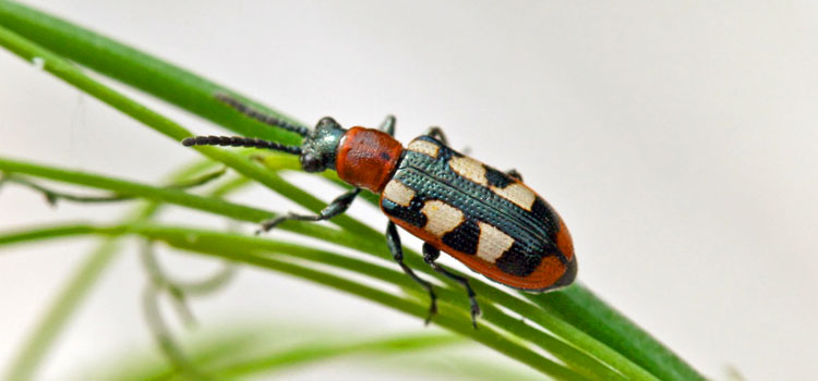 Adult asparagus beetle