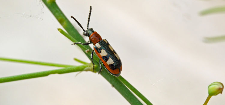 Adult asparagus beetle