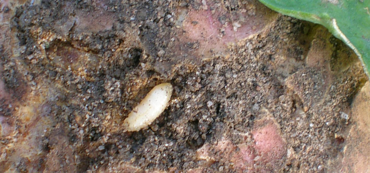 Cabbage root maggots are about the size of a grain of rice