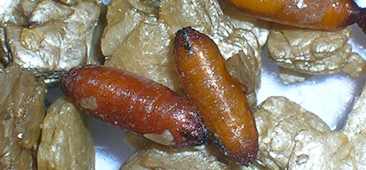 Cabbage root maggot pupae 