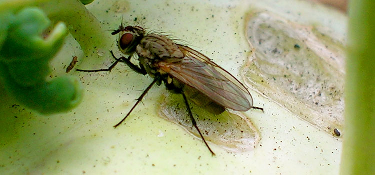 Adult cabbage flies lay eggs on or around the main stem of cabbage family plants