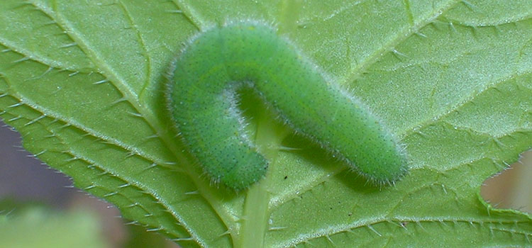 Green cabbage worms are the larvae of a cabbage white butterfly