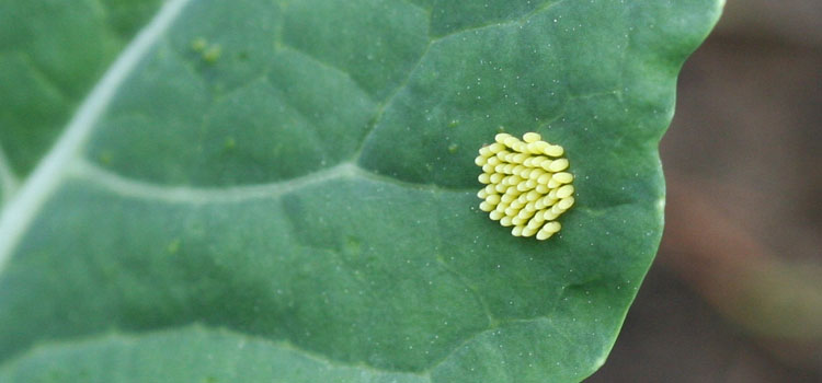 Large cabbage white butterfly eggs