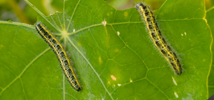Large cabbage white butterfly caterpillars