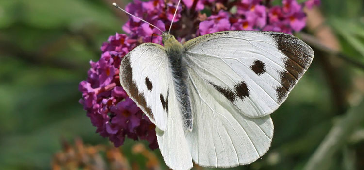 Large cabbage white butterfly