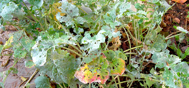 Damage caused by cabbage worm