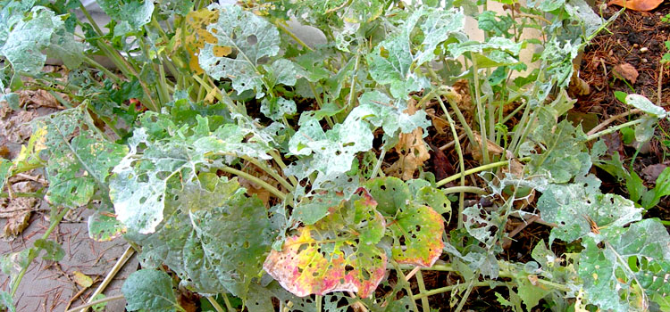 Cabbage White Butterfly Pest Identification For Vegetable Gardens