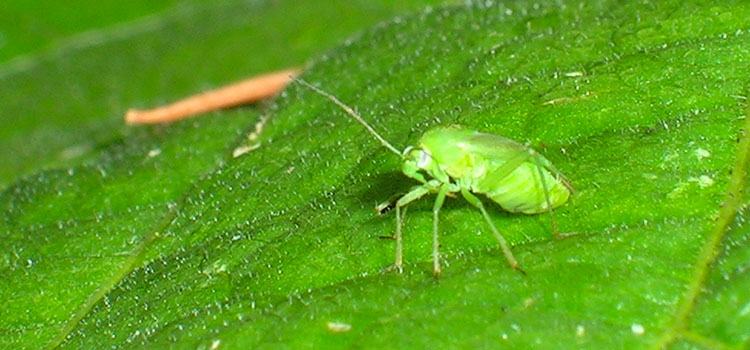 Juvenile form of capsid bug