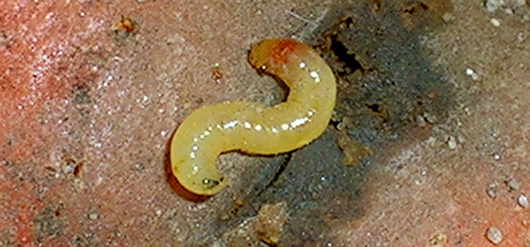 Carrot rust fly larva