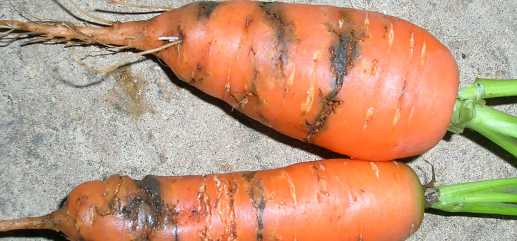 Carrot rust fly larvae leave rusty brown castings on the roots