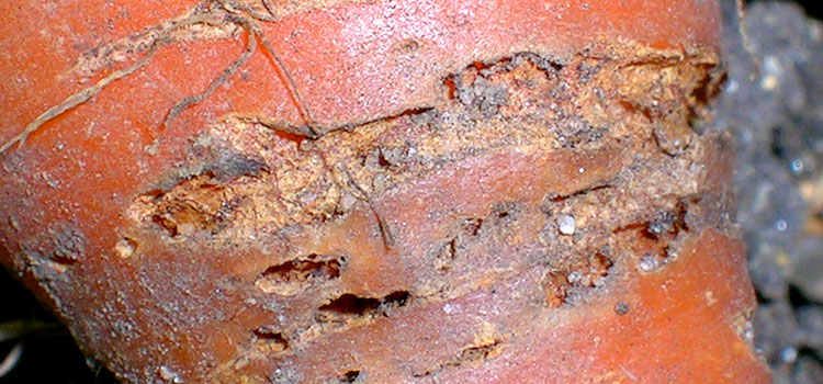 Carrot rust fly damage on carrot