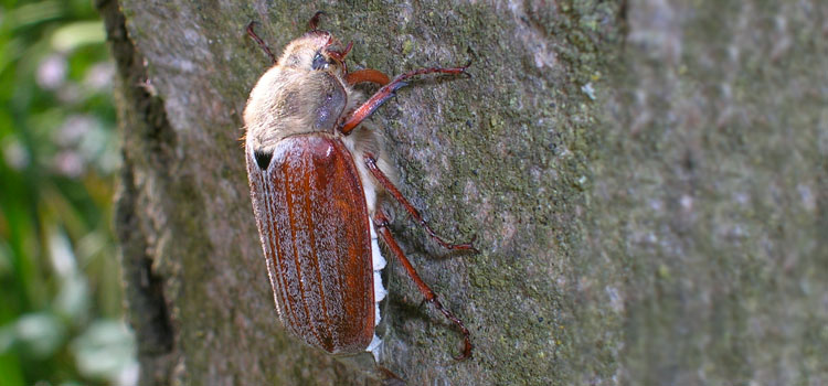 Cockchafer beetles fly at dusk during May-July 