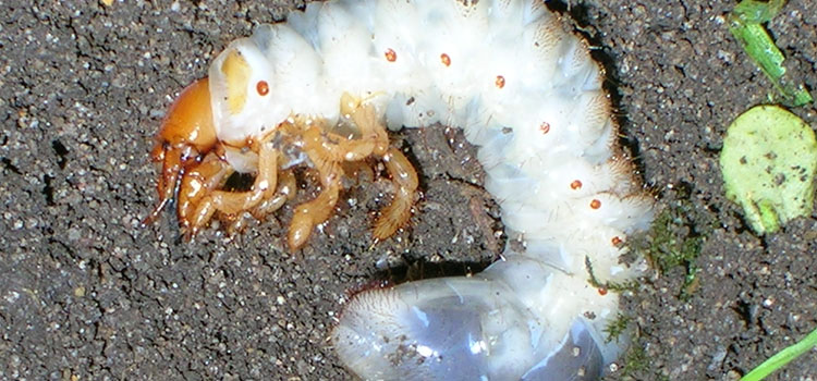 Chafer grubs feed on plant roots