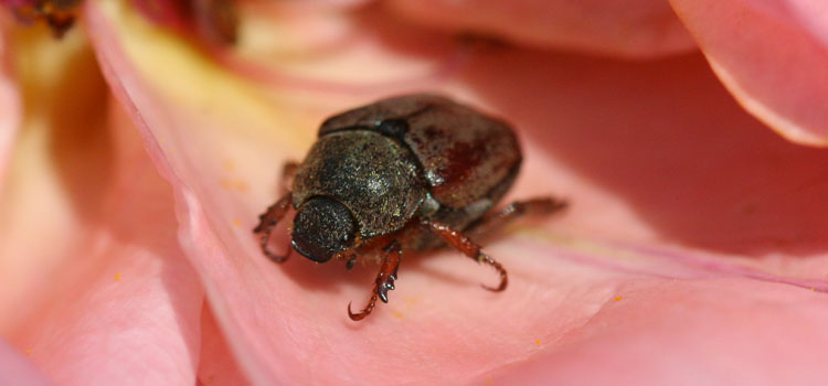 Adult garden chafer beetles